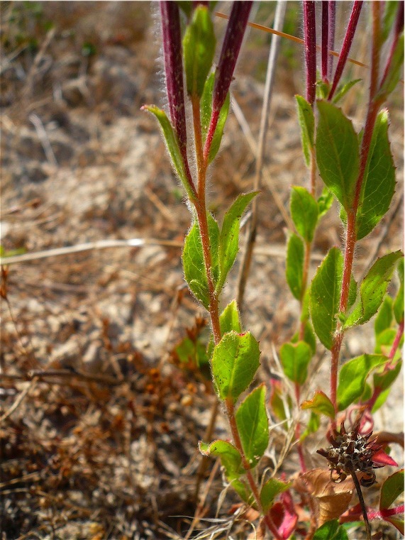 Epilobium hirsutum